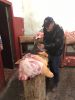 Имя файла=IMG-20170401-WA00035B15D.jpg
Размер файла=114КБ
Размеры=960x1280
Дата=Апр 01, 2017 IMG-20170401-WA00035B15D.jpg