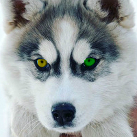 Hasky1985