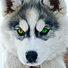 Hasky1985