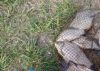 IMG_20160409_165304.jpg